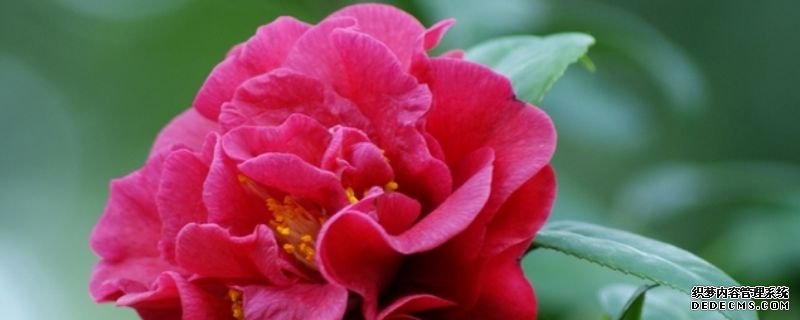 茶花需要什么肥料