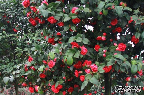 茶花需要什么肥料