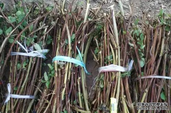 金银花如何扦插繁殖