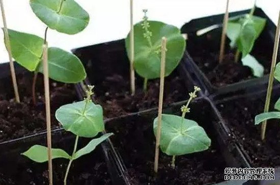 金银花如何扦插繁殖