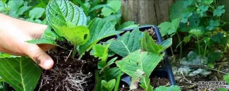 绣球小苗的养护方法