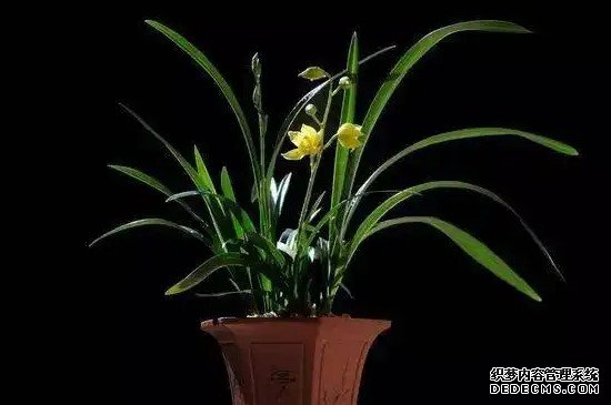 兰花的寓意