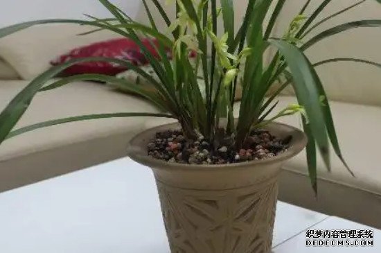 兰花的寓意