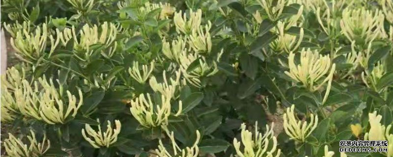 忍冬花与金银花的区别