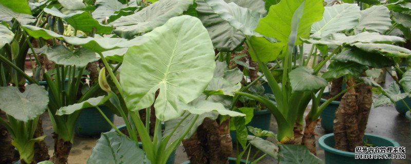 滴水观音植物能放在家里吗