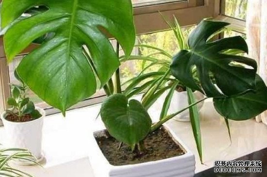 龟背竹6一7月份换盆可以吗