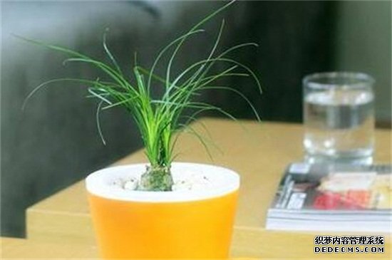 酒瓶兰有毒吗，无毒可提高空气质量