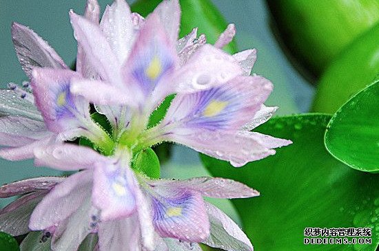 水葫芦怎么养能开花