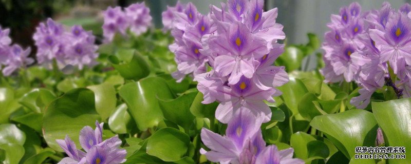水葫芦怎么除
