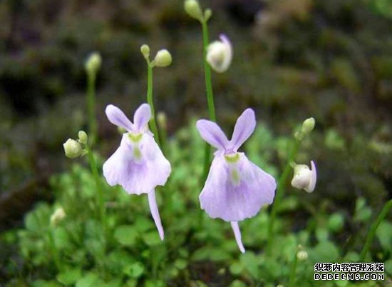 小白兔狸藻