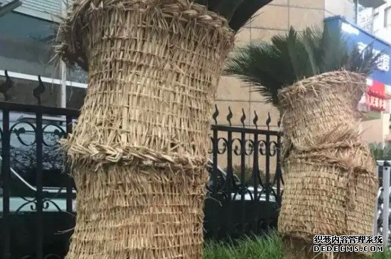 铁树冬天怎么包裹