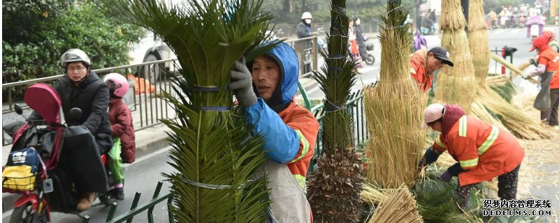 铁树冬天怎么包裹