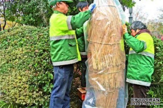 铁树冬天怎么包裹