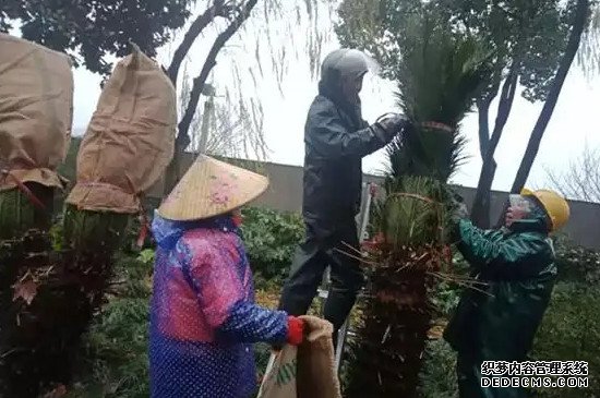 铁树冬天怎么包裹