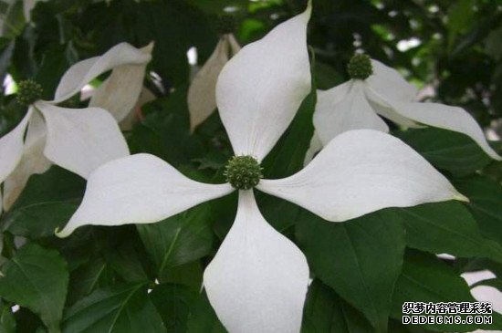 日本四照花花语