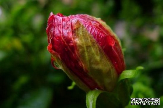 扶桑花蕾要落了