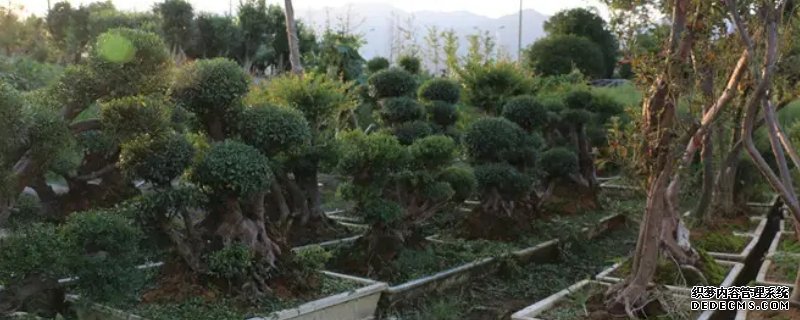 小叶赤楠的养殖方法和注意事项