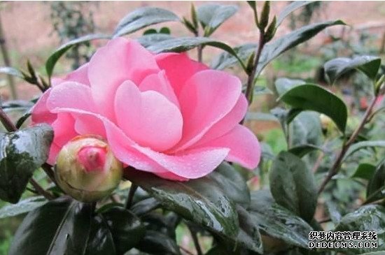 山茶花打骨朵为什么迟迟不开