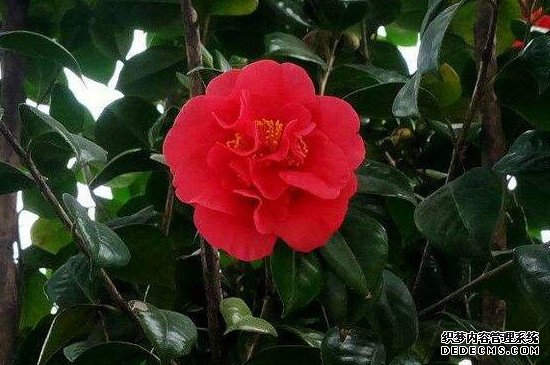 山茶花打骨朵为什么迟迟不开