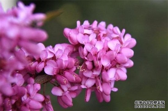 紫荆冬天能开花吗，怎么过冬