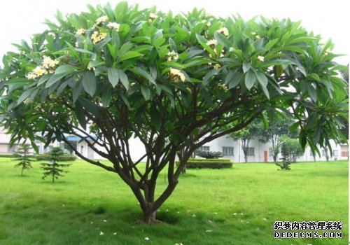 公园里栽种的鸡蛋花