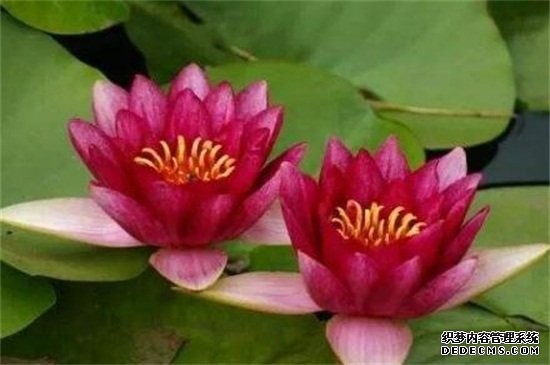 红莲花的寓意和象征，表示高贵和坚毅勇敢