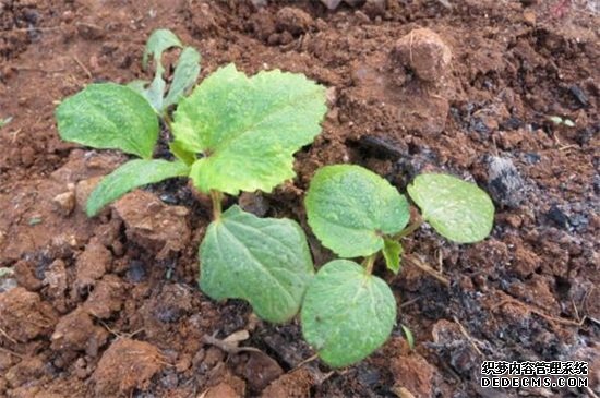 秋葵种植时间和方法