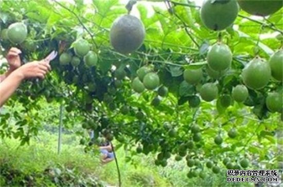 百香果怎样剪枝才高产，4个时期的不同修剪技巧