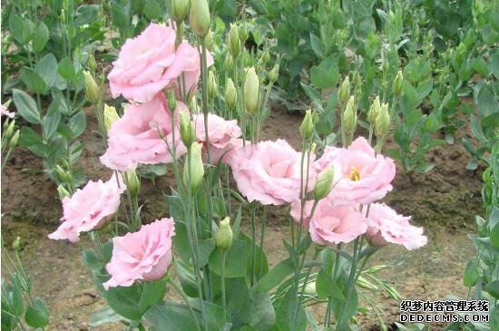 洋桔梗的花语