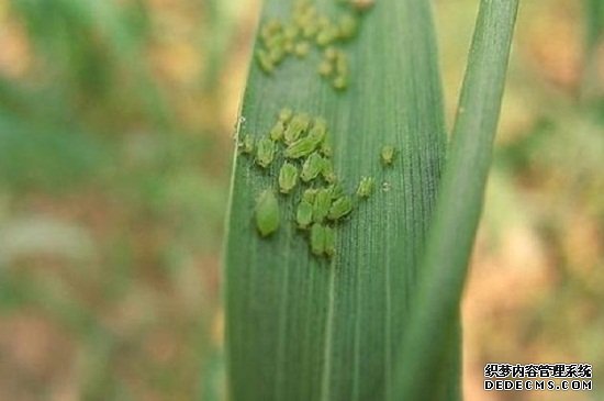 秋葵不开花结果的原因