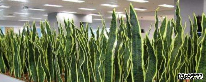 虎尾兰养殖方法和注意事项有哪些
