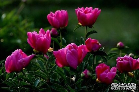芍药花栽培与养殖，可进行播种或分株