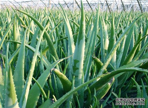 夏天养芦荟要注意哪些问题