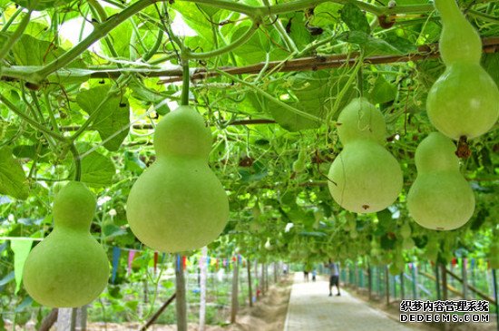 为什么叶子上有虫子,葫芦就落了