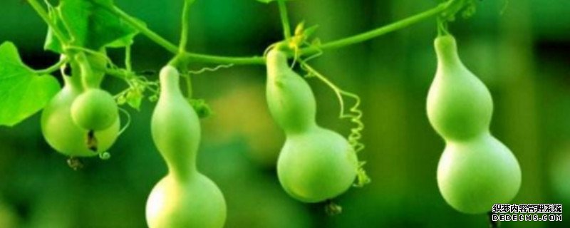 为什么叶子上有虫子,葫芦就落了