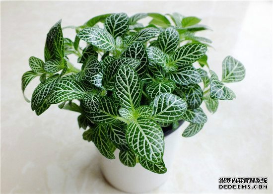 网纹草的养殖方法（经验篇）