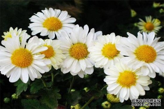 雏菊的花语