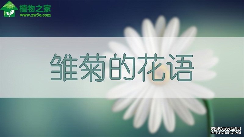 雏菊的花语