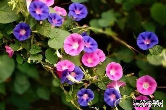 牵牛花的花语和寓意