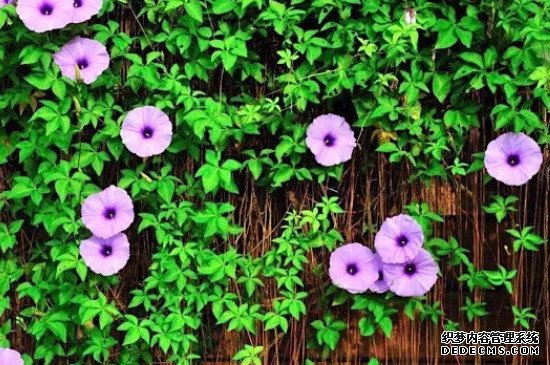 牵牛花的花语和寓意