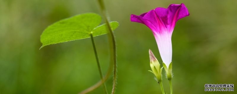 牵牛花的花语和寓意