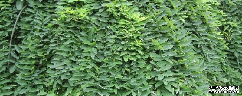 龙爪槐怎么繁殖