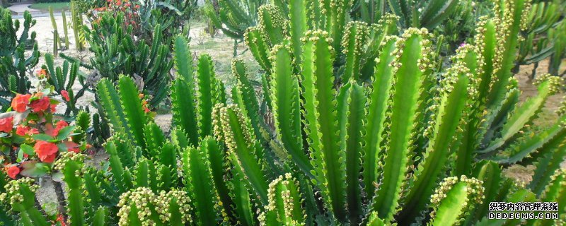 仙人掌介壳虫怎么根除