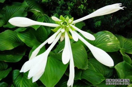 玉簪花叶子发黄怎么办