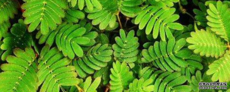 含羞草只能活一年吗