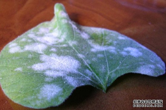 薄荷叶长白霜怎么治