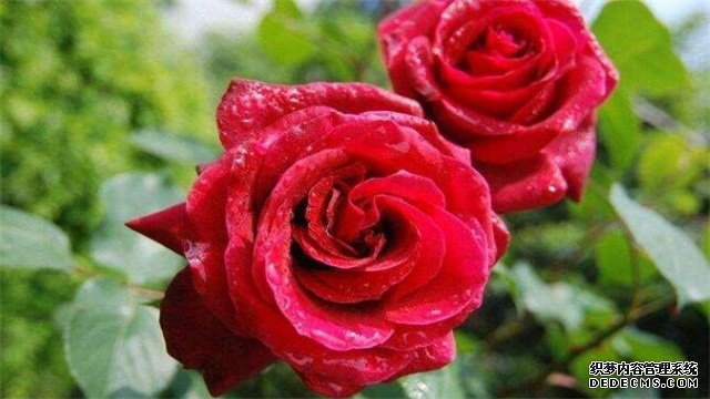 月季花的养殖方法