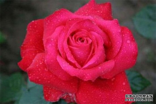 月季花的养殖方法
