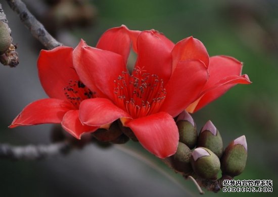 木棉花可以吃吗