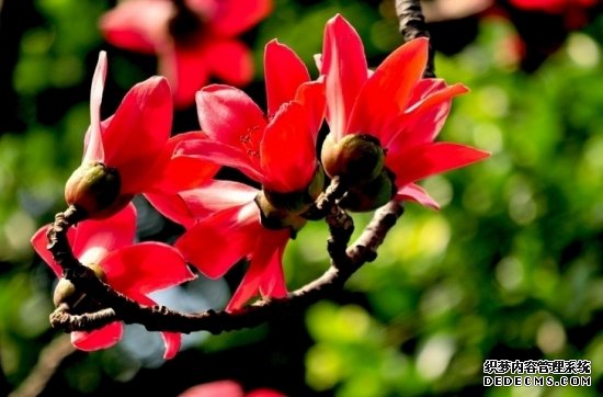 木棉花可以吃吗